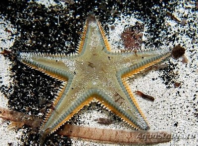 Звезда морская Джонстона ( Astropecten jonstoni )