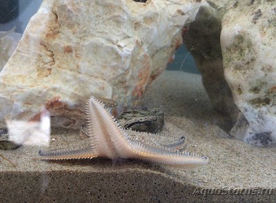 Звезда морская Джонстона ( Astropecten jonstoni )