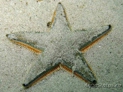 Звезда морская Джонстона ( Astropecten jonstoni )