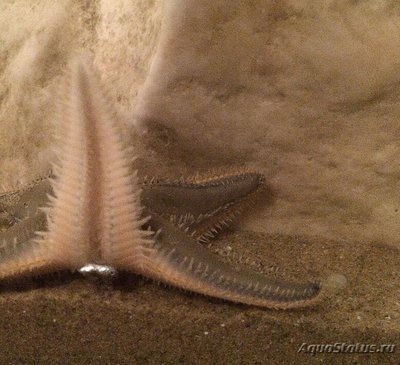 Звезда морская Джонстона ( Astropecten jonstoni )