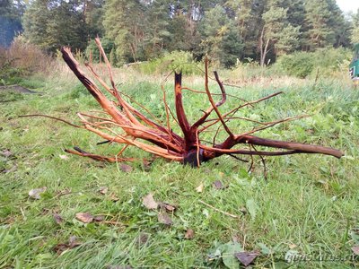 Коряга в аквариуме