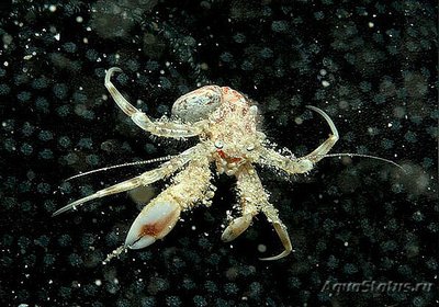 Рак-​ отшельник ( Anapagurus pusillus )