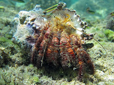 ​ Рак-​ отшельник Эл­егантный ( Aniculus elegans )