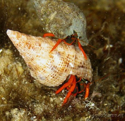 Рак - отшельник красноногий Кальцин Калифорнийский ( Calcinus californiensis )