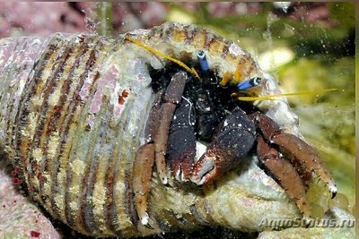 Рак-отшельник Голубоглазый коралловый (Calcinus morgani)