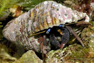 Рак-отшельник Голубоглазый коралловый (Calcinus morgani)