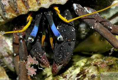 Рак-отшельник Голубоглазый коралловый (Calcinus morgani)