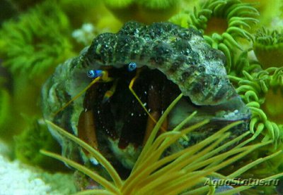Рак-отшельник Голубоглазый коралловый (Calcinus morgani)