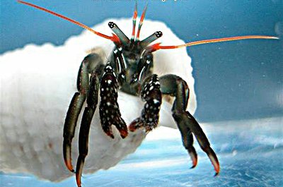 Рак-​отшельник (Clibanarius antillensis)
