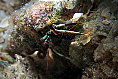 Рак-​отшельник (Clibanarius antillensis)