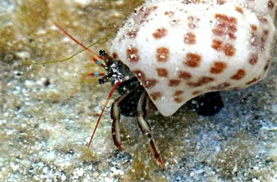 Рак-​отшельник (Clibanarius antillensis)