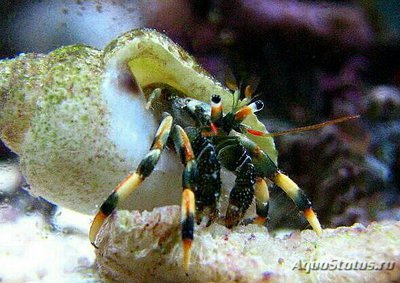 Рак - отшельник ( Clibanarius humilis )