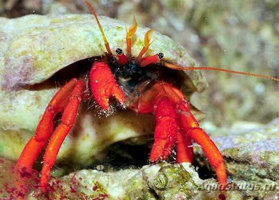 Рак-отшельник ора­нжево-красный (Cl­ibanarius rutilus)