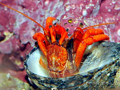 Рак-отшельник ора­нжево-красный (Cl­ibanarius rutilus)
