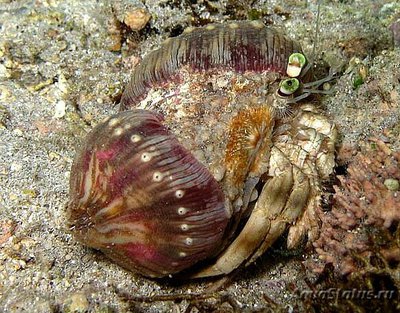 Рак-отшельник бле­дно-анемоновый (Dardanus deformis)
