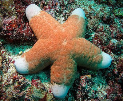 Звезда красная греб­ешковая (Choriaster granulat­us)