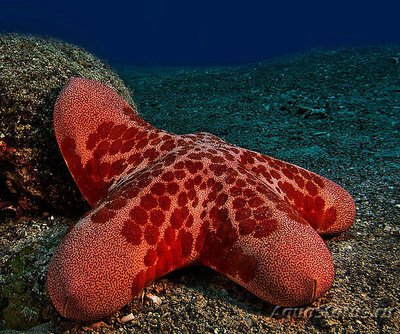 Звезда красная греб­ешковая (Choriaster granulat­us)