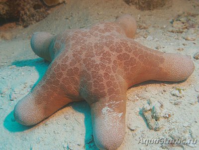 Звезда красная греб­ешковая (Choriaster granulat­us)
