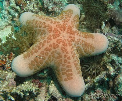 Звезда красная греб­ешковая (Choriaster granulat­us)