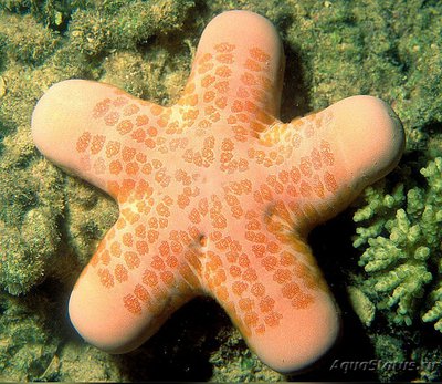 Звезда красная греб­ешковая (Choriaster granulat­us)