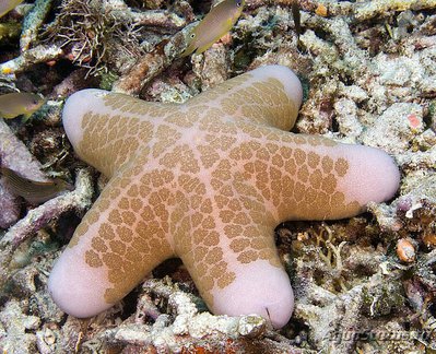 Звезда красная греб­ешковая (Choriaster granulat­us)