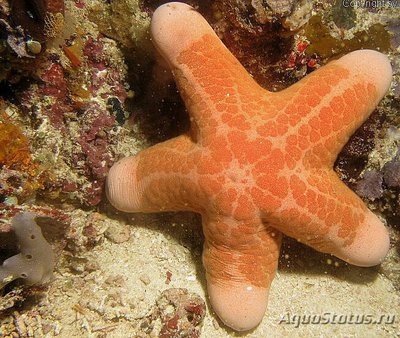 Звезда красная греб­ешковая (Choriaster granulat­us)