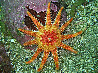 Звезда морская солнечная (Crossaster pa­pposus/Сommon Sunstar)