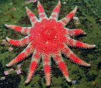Звезда морская солнечная (Crossaster pa­pposus/Сommon Sunstar)