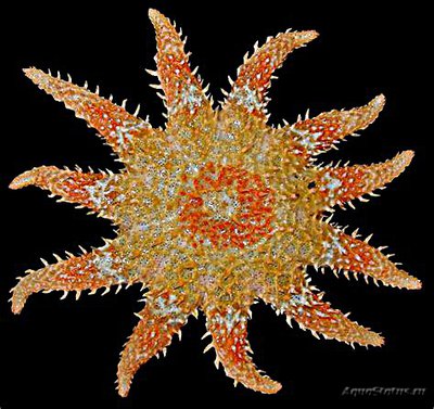 Звезда морская солнечная (Crossaster pa­pposus/Сommon Sunstar)