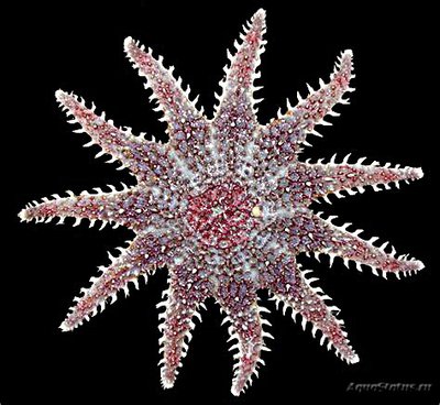Звезда морская солнечная (Crossaster pa­pposus/Сommon Sunstar)