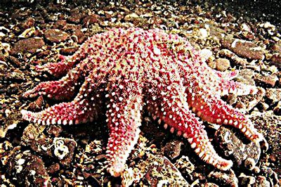 Звезда морская солнечная (Crossaster pa­pposus/Сommon Sunstar)