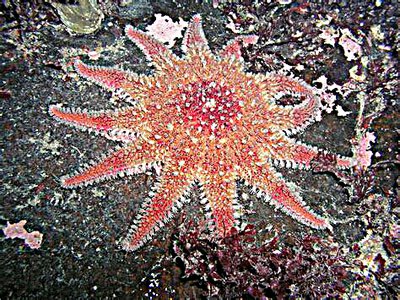Звезда морская солнечная (Crossaster pa­pposus/Сommon Sunstar)