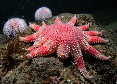 Звезда морская солнечная (Crossaster pa­pposus/Сommon Sunstar)