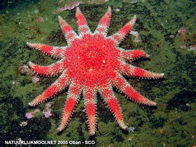 Звезда морская солнечная (Crossaster pa­pposus/Сommon Sunstar)