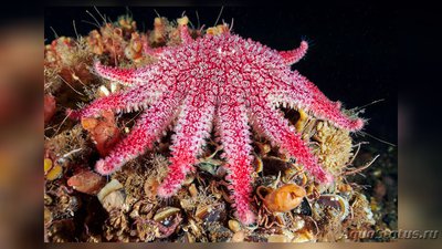 Звезда морская солнечная (Crossaster pa­pposus/Сommon Sunstar)