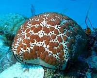 Звезда "Подушка с шипами" ( Culcita schmideliana​ /Spiny Cushion Starfish/ Cu­shion Star )