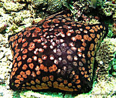 Звезда "Подушка с шипами" ( Culcita schmideliana​ /Spiny Cushion Starfish/ Cu­shion Star )