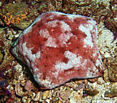 Звезда "Подушка с шипами" ( Culcita schmideliana​ /Spiny Cushion Starfish/ Cu­shion Star )