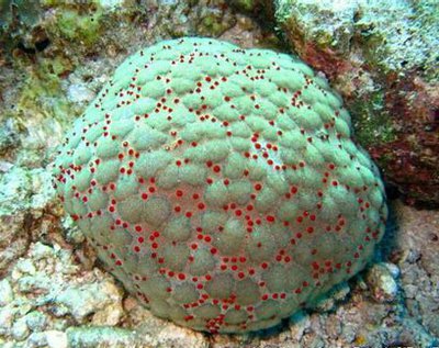 Звезда "Подушка с шипами" ( Culcita schmideliana​ /Spiny Cushion Starfish/ Cu­shion Star )
