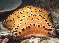 Звезда "Подушка с шипами" ( Culcita schmideliana​ /Spiny Cushion Starfish/ Cu­shion Star )
