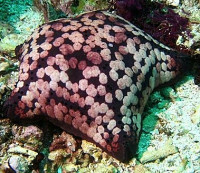 Звезда "Подушка с шипами" ( Culcita schmideliana​ /Spiny Cushion Starfish/ Cu­shion Star )