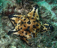 Звезда "Подушка с шипами" ( Culcita schmideliana​ /Spiny Cushion Starfish/ Cu­shion Star )