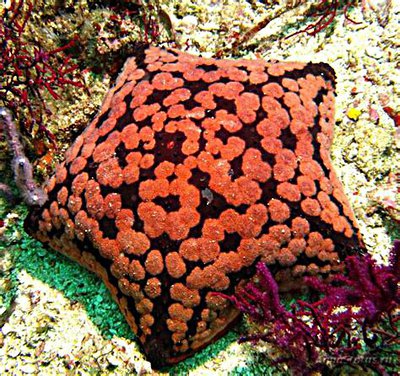 Звезда "Подушка с шипами" ( Culcita schmideliana​ /Spiny Cushion Starfish/ Cu­shion Star )