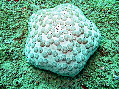 Звезда "Подушка с шипами" ( Culcita schmideliana​ /Spiny Cushion Starfish/ Cu­shion Star )