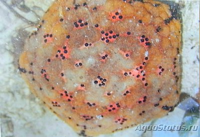 Звезда морская Поду­шка ( Culcita sp.​ )