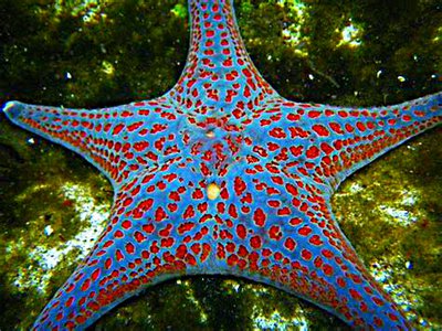 Звезда морская​ ко­ж­аная (Dermasterias imbricata)