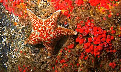 Звезда морская​ ко­ж­аная (Dermasterias imbricata)