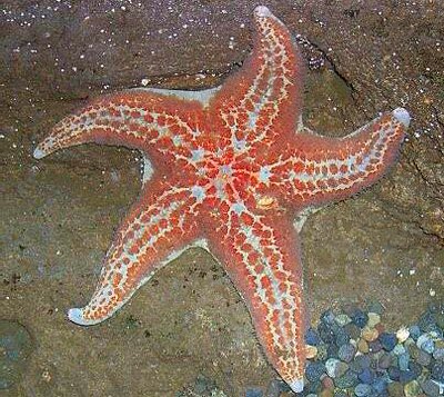 Звезда морская​ ко­ж­аная (Dermasterias imbricata)