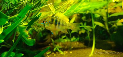 Фото Апистограмма Рамирези Microgeophagus ramirezi  (photo#131621)
