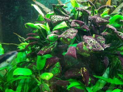 Водоросли в  аквариуме